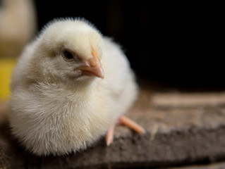 newborn chicken