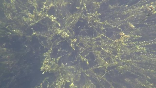 Elodea nuttallii Wasserpest Unterwasseraufnahme