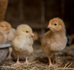 colorfull newborn chickens