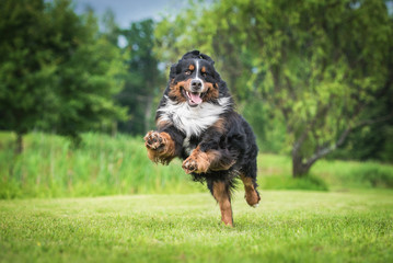 Gelukkig Berner Sennenhond spelen in de tuin