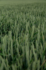 green wheat