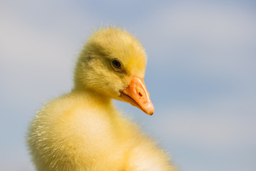 Gänseküken