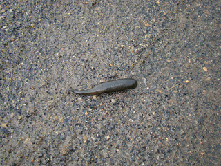 Leech close up