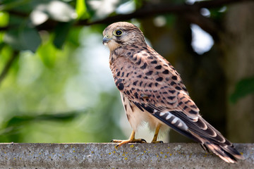 Little falcon bird