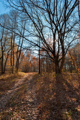 Autumn in the forest