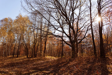 Fototapeta na wymiar Autumn in the forest