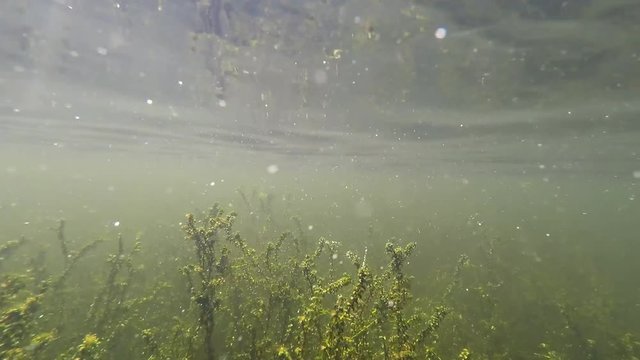 Elodea Wasserpest Unterwasseraufnahme