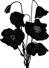 bunch of black poppy flowers isolated on white