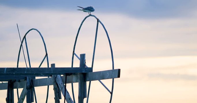 : oiseau perch&eacute; sur roue