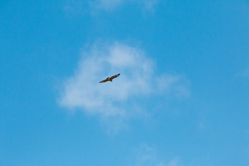 Bussard vor einer Wolke