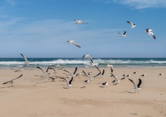 Be Free at the Sea. Gulls flying  and roosting on a calm, peaceful, and untroubled sea shore.
