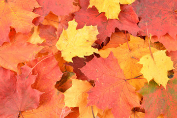 Naklejka na ściany i meble Autumn leaves, fall, maple