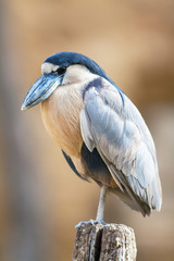 Savacou huppé, cochlearius cochlearius, en gros plan