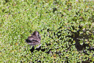 Frog in the swamp among a duckweed
