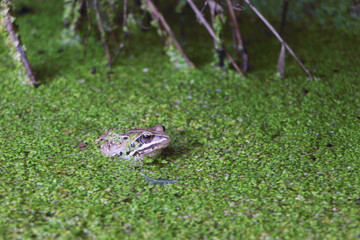 Frog in the swamp among a duckweed
