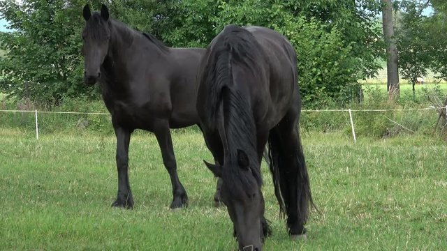 Frisian horses in the field. Beautiful horses on the green grass pasture
