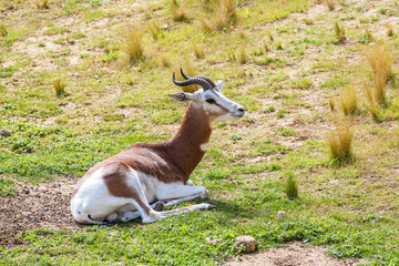 Gazelle Dama couchée sur l'herbe
