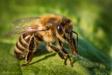 Macro image of a bee from a hive on a leaf