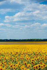 A lot of yellow sunflowers against the blue sky