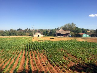 Fototapeta na wymiar Tobacco plantation in Vinales