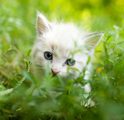 Little kitten in green grass in the park