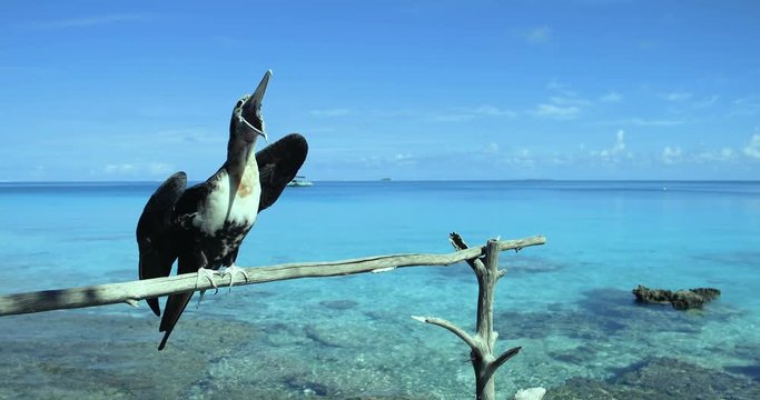 oiseau fr&eacute;gate sur branche 