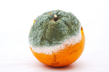 a moldy orange