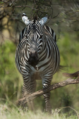 Fototapeta na wymiar Zebra at Lake Nakuru Kenya on 19/08/10 Photo: Michael Buch