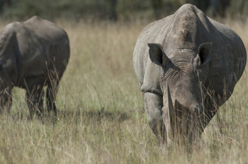 Obraz premium Rhino at Lake Nakuru Kenya on 19/08/10 Photo: Michael Buch