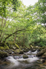 Ancient forest stream