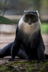 Sykes' monkey. Photographed at Nairobi National Park Kenya on 11/08/10 Photo: Michael Buch