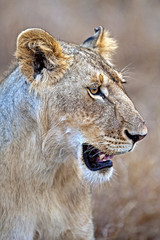 Kenya nature and wildlife photography at Masai mara on 30/08/10 Photo: Michael Buch