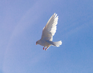 White dove in flight against a blue sky