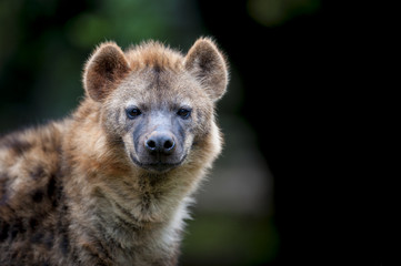 Hyena photographed at Nairobi National Park Kenya on 11/08/10 Photo: Michael Buch