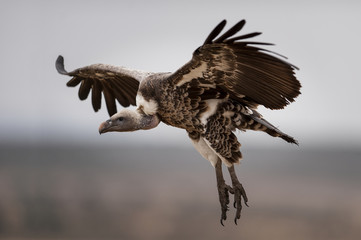 Vulture at Masai Mara Kenya. Photographed at Masai Mara Kenya on 30/08/10 Photo: Michael Buch