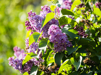 Beautiful lilac flowers in the nature