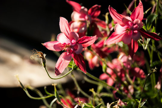 Pink Aquilegia flowers in full sunlight