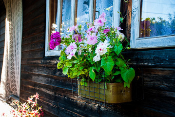 Fototapeta na wymiar Flower pot with different colored petunias hanging on the wooden wall under the window