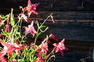 Pink aquilegia flowers with wooden wall background