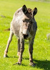 A donkey grazes pasture in a field with grass
