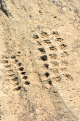 Ancient dot carvings at Jebel Jassassiyeh site in Northern Qatar.