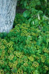 Euphorbia cyparissias under the tree