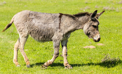 Naklejka na ściany i meble A donkey grazes pasture in a field with grass