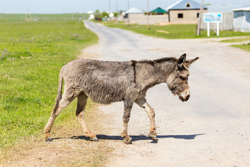 The donkey crosses the road