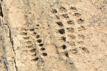 Ancient dot carvings at Jebel Jassassiyeh site in Northern Qatar.