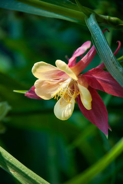 Aquilegia 'Chaffinch' (Songbird Series) flower