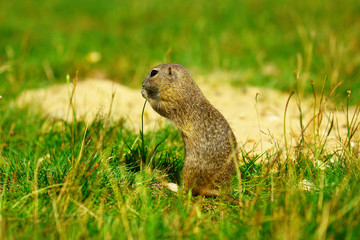 Naklejka na ściany i meble Ground squirrel hold some corns in front legs and feeding. Small animal sitting alone in short grass.