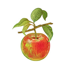 Realistic drawing of apple.