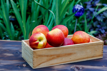 Nectarines in a wooden box on the wooden background. Peaches are popular fruits for summer.