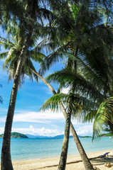 Fototapeta na wymiar tropical beach with coconut palm trees